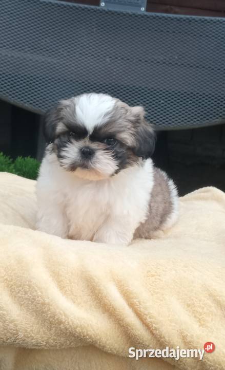 Chłopczyk Shihtzu tricolor z wielopokoleniowym Shih Tzu