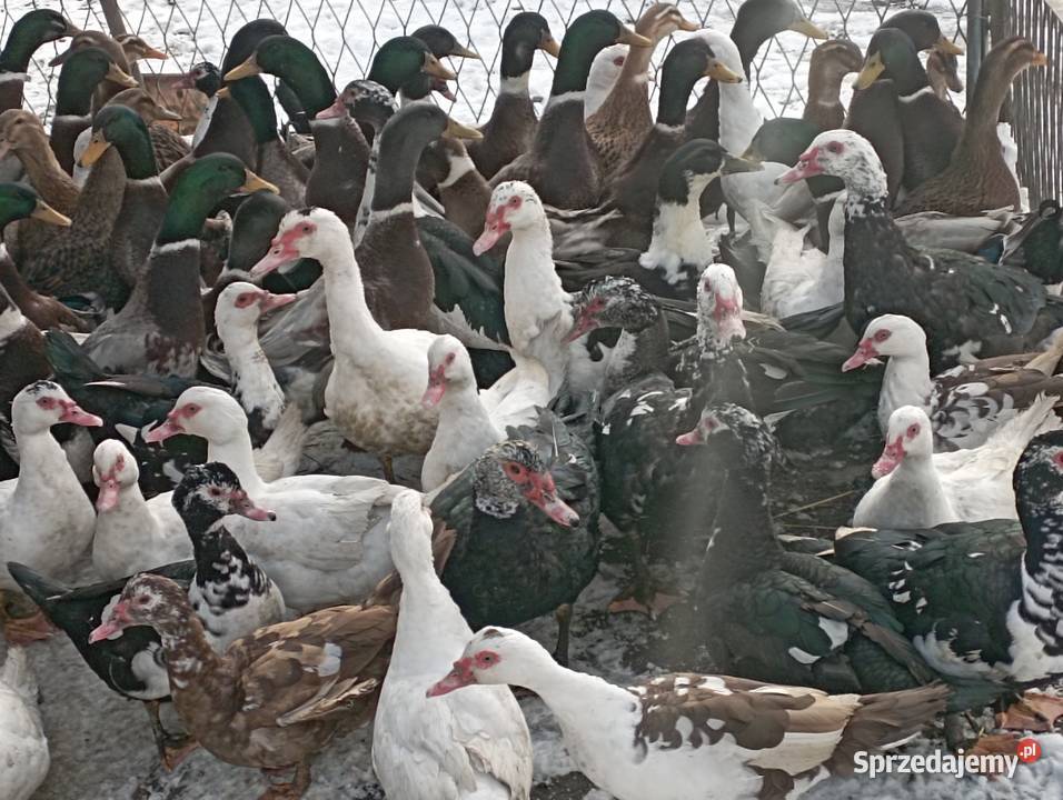 ŻYWE Kaczory Kaczki sporo sztuk MIX Do UbojuChów