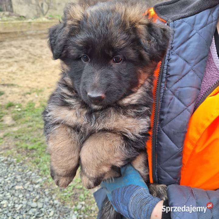 Owczsrek niemircki Henryków