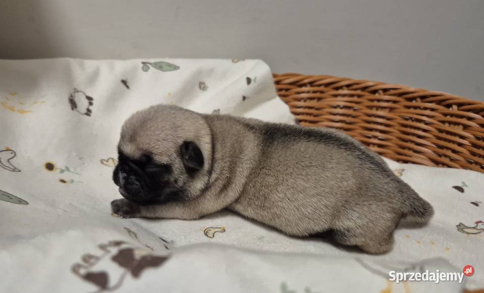 Mops szczeniak sunia dziewczynka Wrocław sprzedam