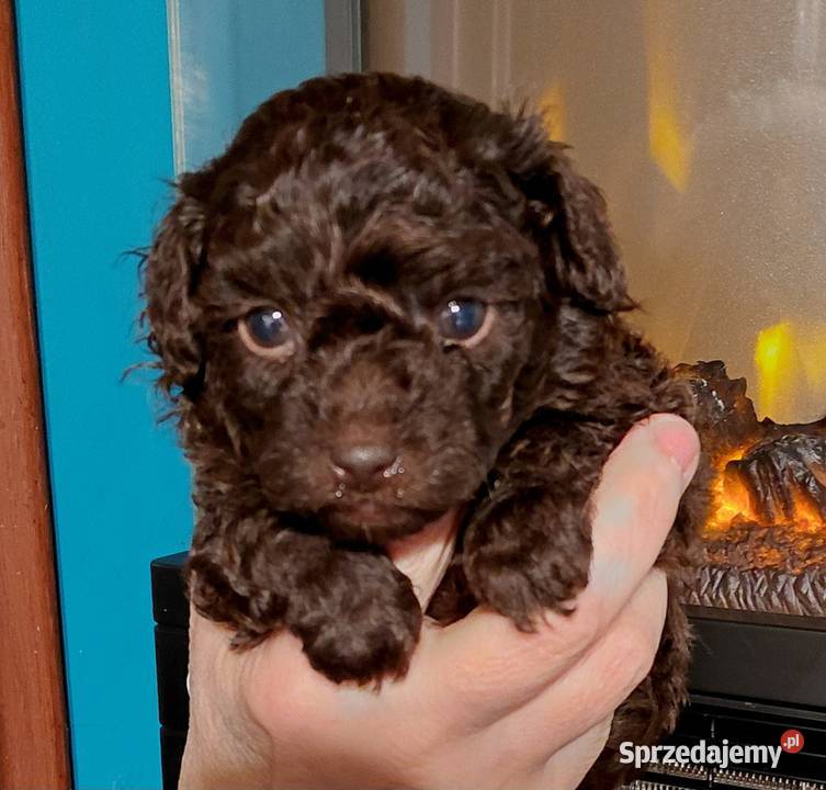 Pudel toy czekoladowy Wyszków