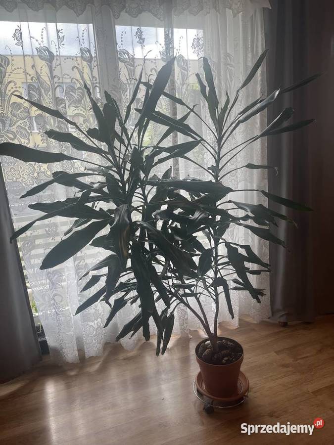 Sprzedam Piękną Dracenę śląskie Katowice sprzedam