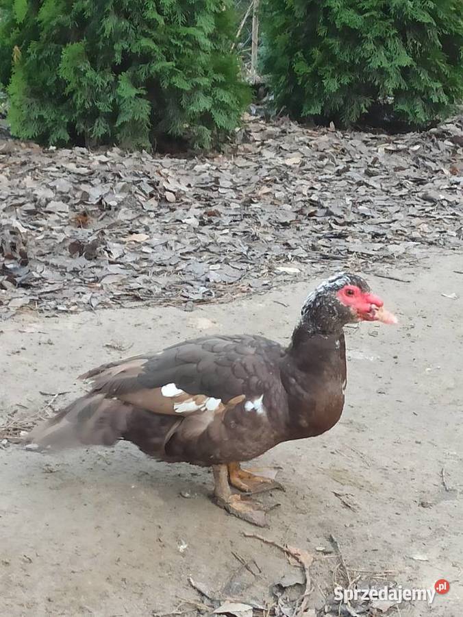 Kaczki i kaczory francuskiepiżmowe czekoladowe lubelskie Krasnystaw