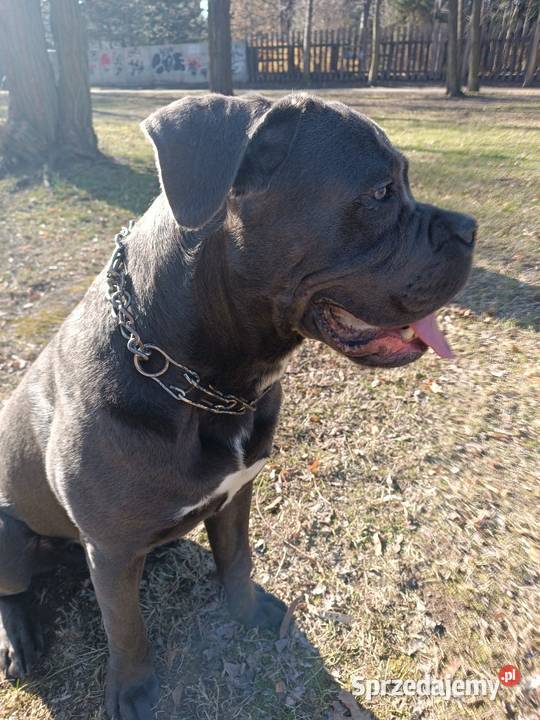 Cane corso 11 miesięcy piwa szuka domu