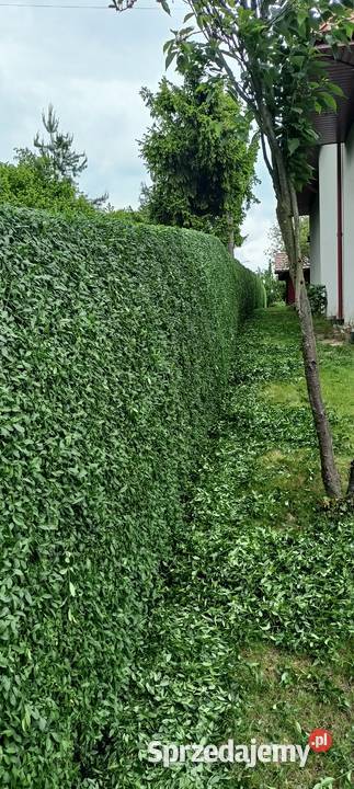 Nożyce do żywopłotu Bosch 5020 liion Dom i Ogród Sędziszów