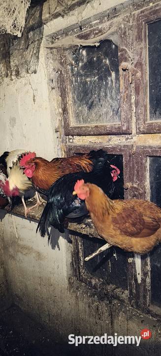 Koguty Giełda zwierząt opolskie Strzelce Opolskie