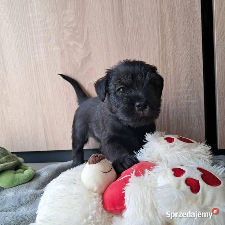 samiec Sznaucer średni pieprz i sól Swarzędz