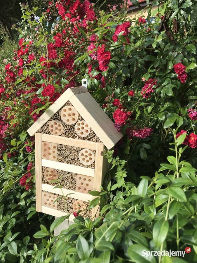 domek owadów pszczoły murarki