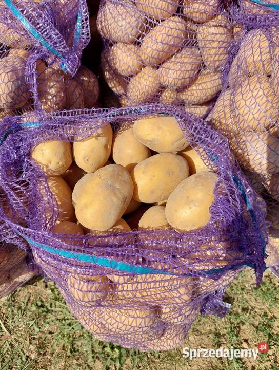 Ziemiaki jadalne Bellarosa Marabel