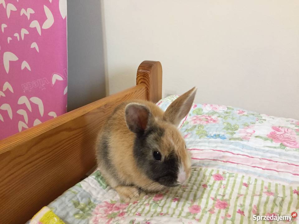 Królik miniaturka Zwierzęta Rzeszów