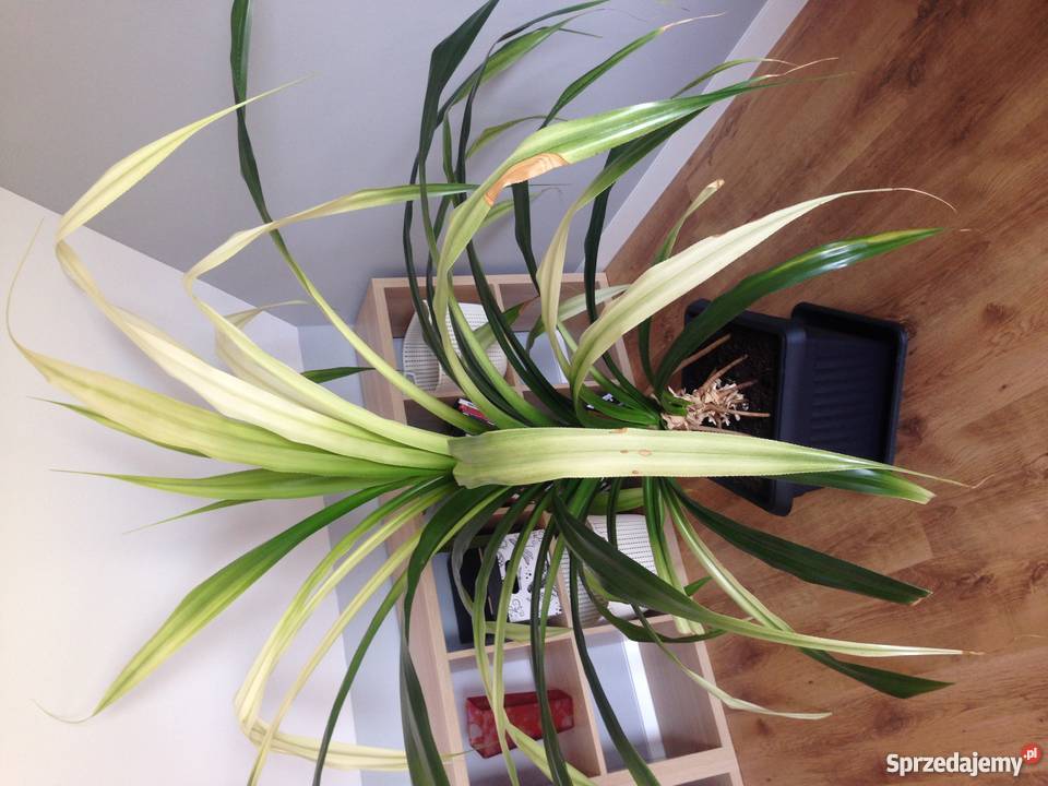 Piękny ogromny kwiat Pandan