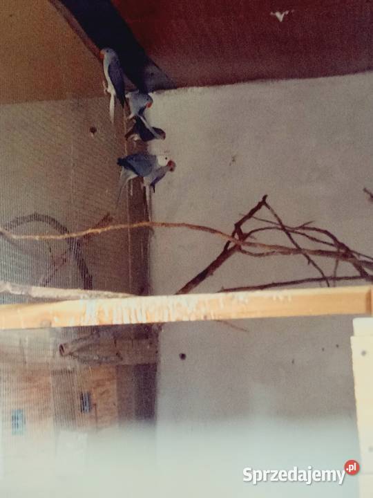 Aleksandretty Aleksandretta Podmokle Małe