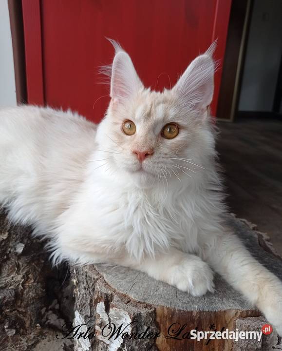 Duży kremowy dymny kocurek Maine Coon FPL Warszawa sprzedam