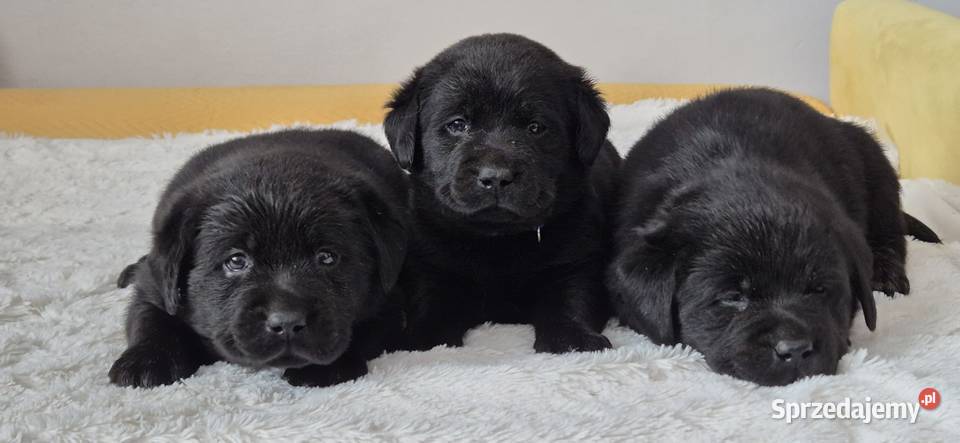 Labrador retriever czarny piesek