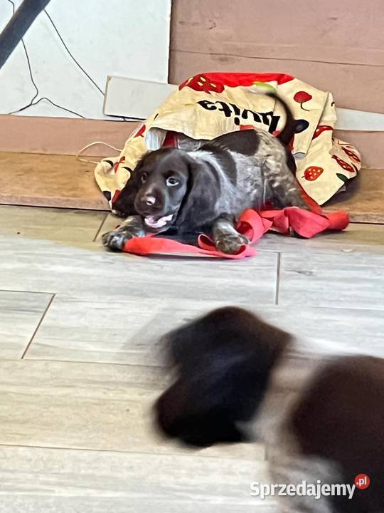 Szczenięta Polski Spaniel Myśliwski Warszawa