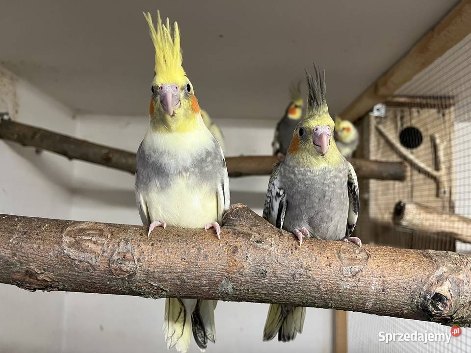 Nimfy wystawowe 2026 Przeworsk sprzedam