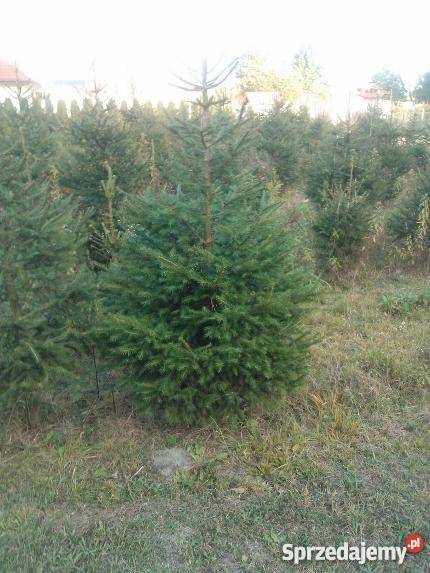 świerk Rośliny mazowieckie Warszawa