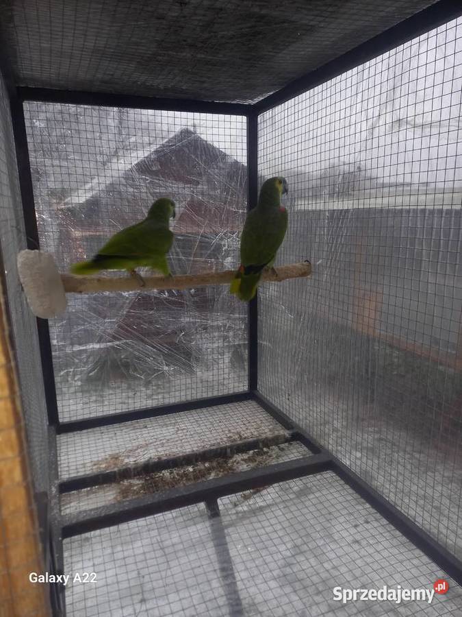 Amazonki nNebieskoczelne Pruchna