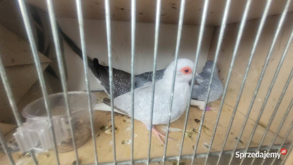 Gołąbki diamentowe Ptaki Wieliczka sprzedam