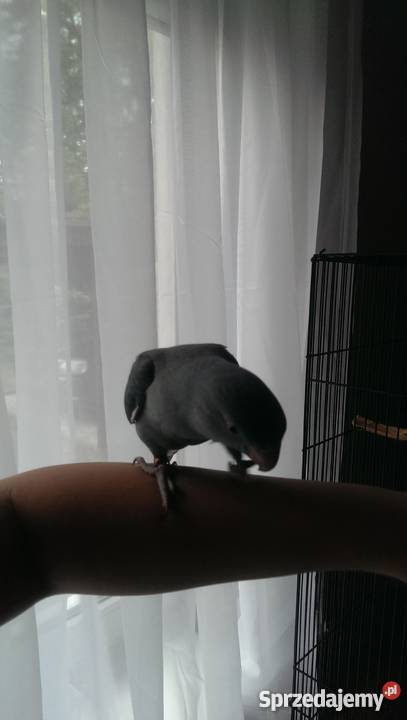 Papuga aleksandretta obrożna Pozostałe