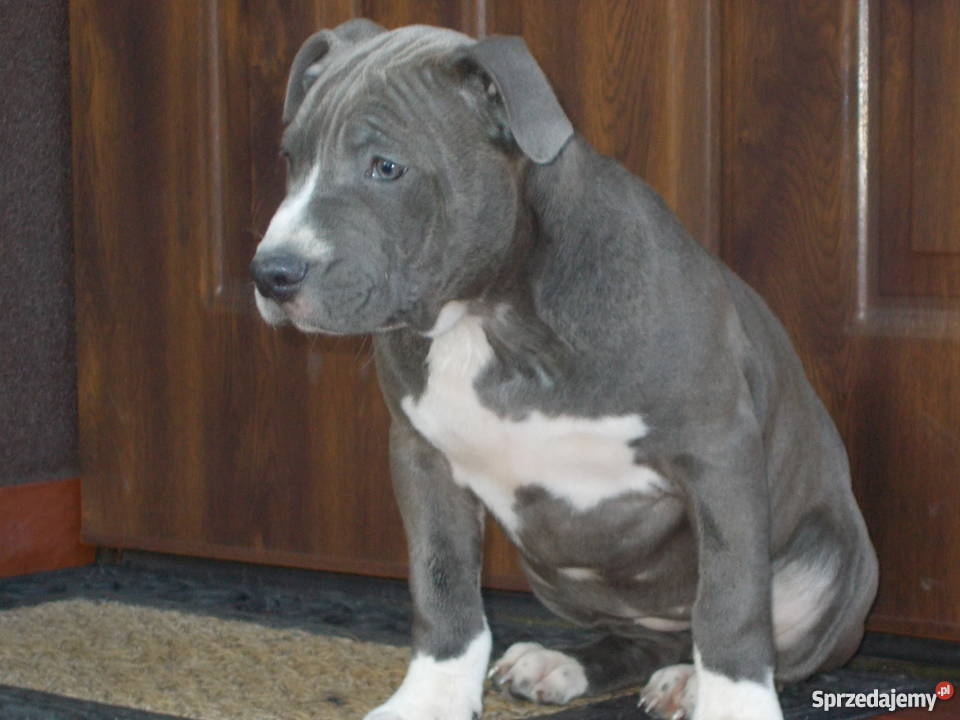 Amstaffy Błękitne Płock