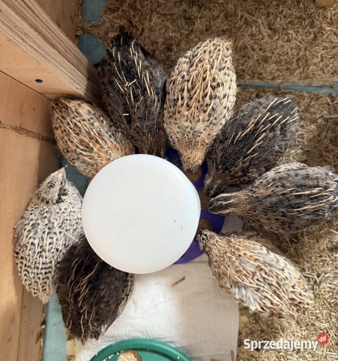 Przepiórki 4tyg Tarczyn sprzedam