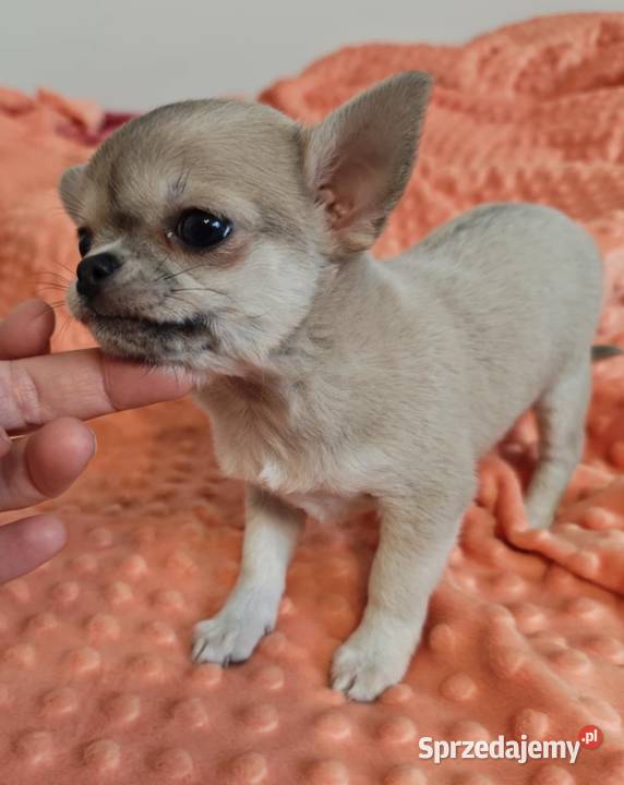 Chihuahua suczka pies mini prawdziwy rodowód Radom