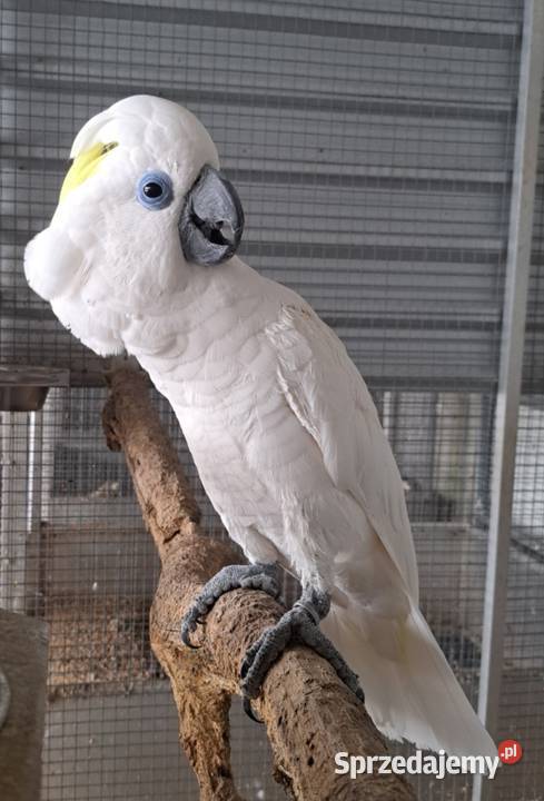 Kakadu niebieskooka ophthalmica dorosły samiec Goleniów