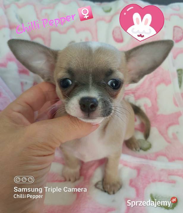 Biszkoptowa z liliowym odcieniem krótkowłosa Chihuahua Wałbrzych