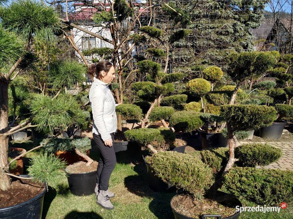 Bonsai do ogrodu szkółka Niwaki Drzewka i krzewy Ustroń sprzedam