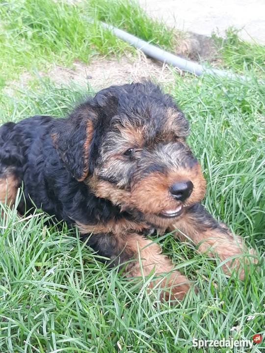 Szczeniaki Terier Walijski Biadoliny Szlacheckie sprzedam