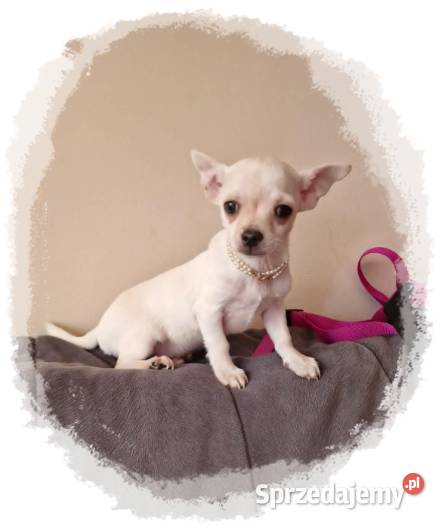 Chihuahua kremowo biały piesek Aramis Częstochowa