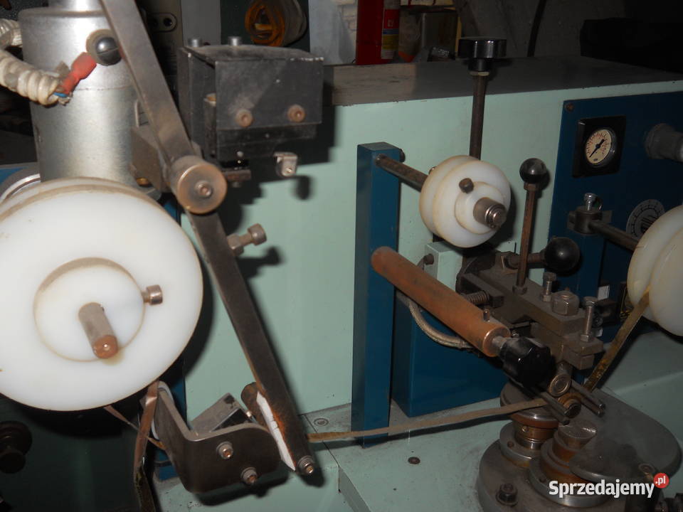 Złociarka brzegów Częstochowa