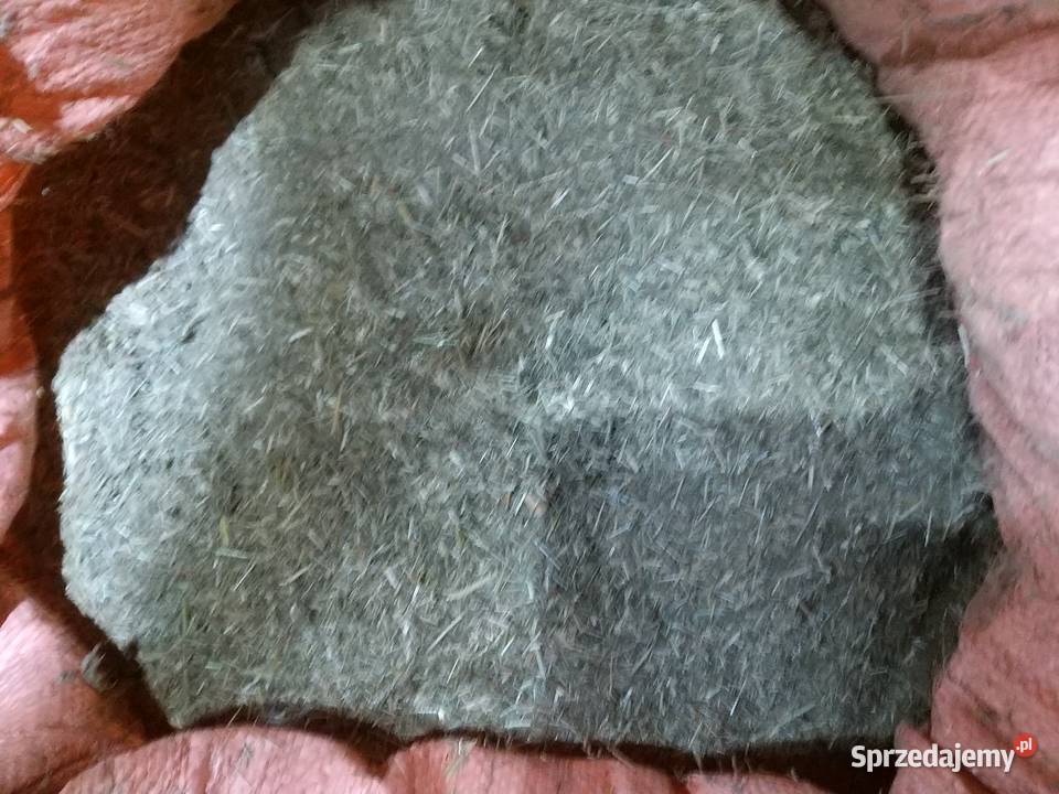 Owies śląskie Koziegłowy