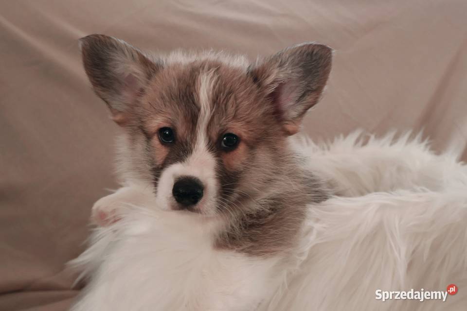 Welsh corgi pembroke szczenię Krzelów