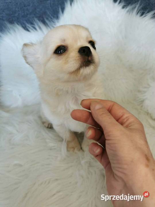 Chihuahua długowłosy ZKwP FCI Lubin