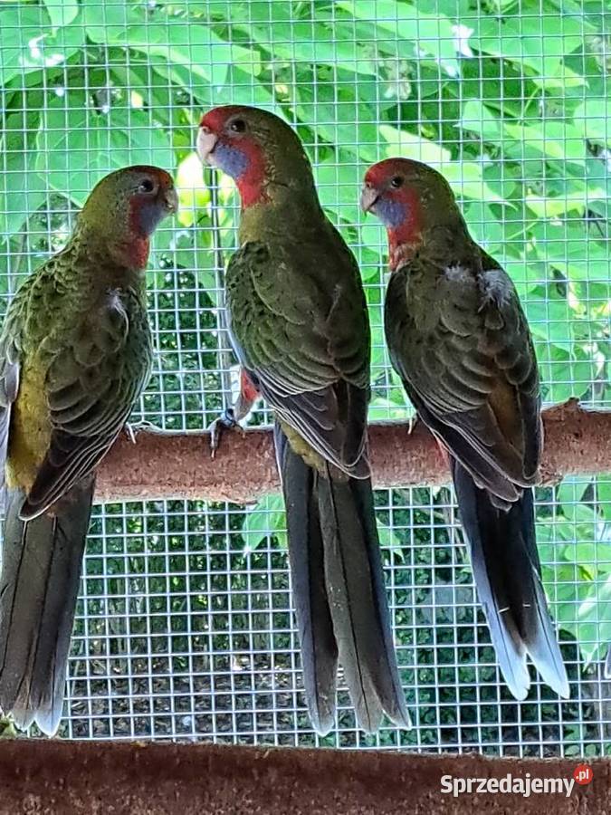 Rozelle królewskie Hrubieszów