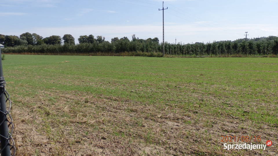 Sprzedam działkę budowlano inwestycyjna 73zł/m2 Głogówko Królewskie