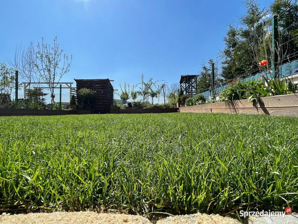 Trawniki w rolce Trawa rolowana Najlepsza Pielęgnacja ogrodów i trawników