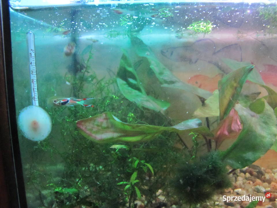 Małe akwarium z obsadą Zwierzęta Toruń