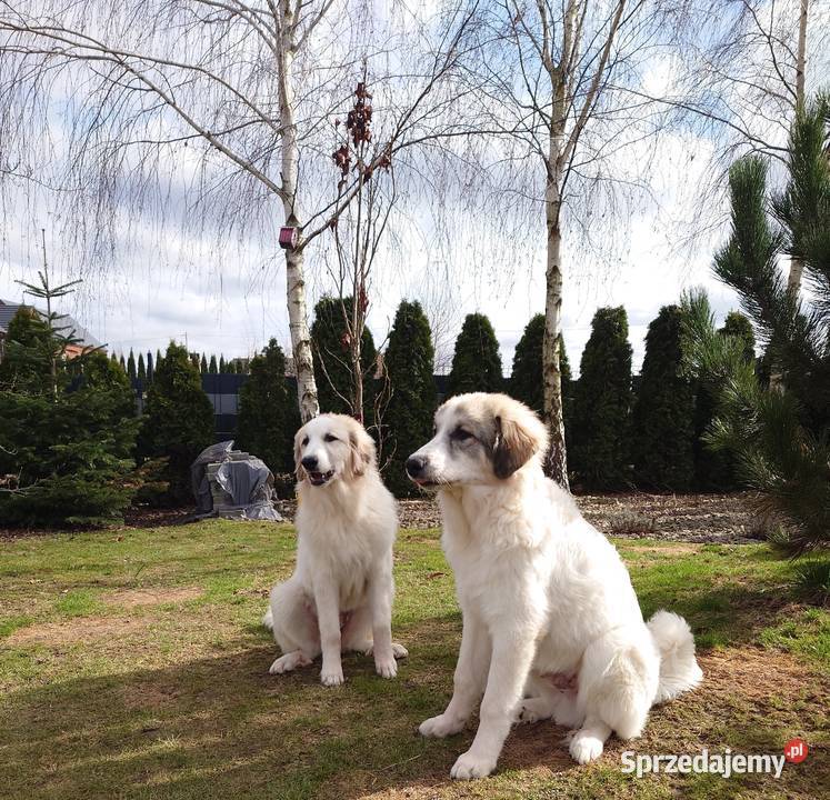 PIRENEJSKI PIES GÓRSKI SZCZENIĘ GOTOWE DO pomorskie Tczew