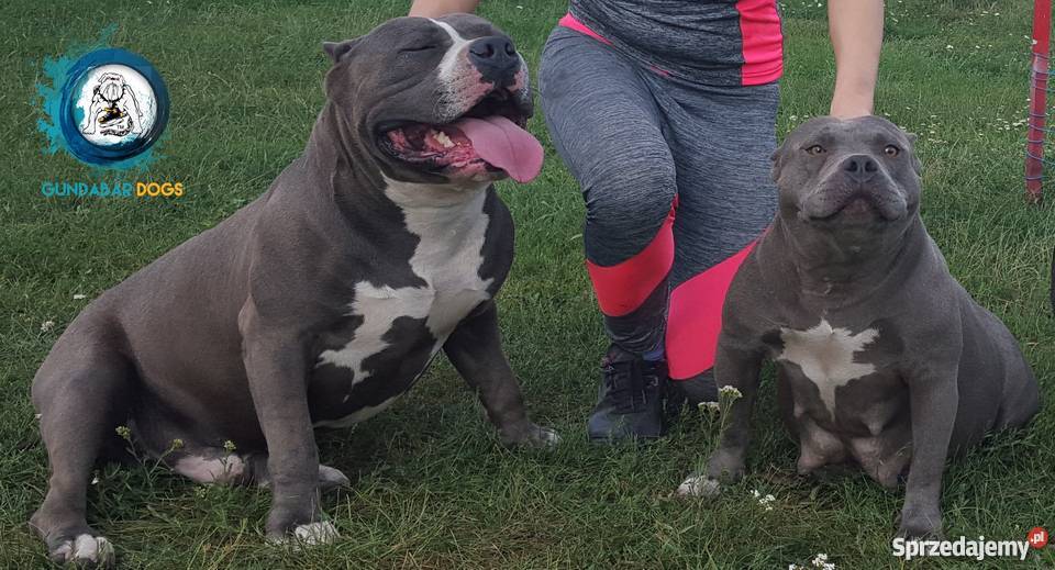 American BullyAmstaff Szczeniaki Gundabar Dogs Koło sprzedam