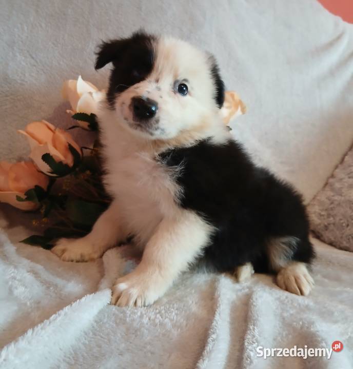 Border collie piesek Toruń sprzedam