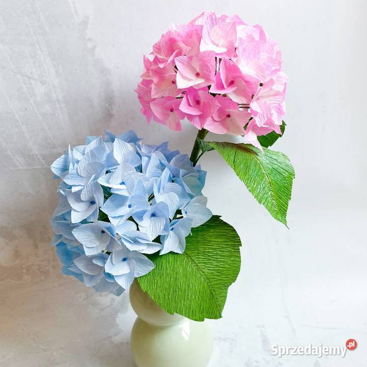 Hortensja z krepiny włoskiej lubuskie Zielona Góra sprzedam