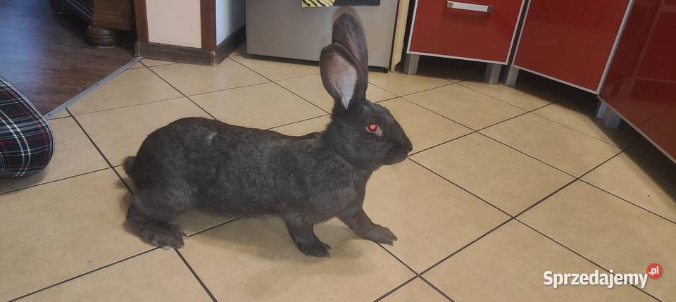 Srokacz niemiecki samica hawana