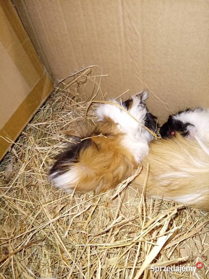 Swinki morskie małopolskie Wawrzeńczyce