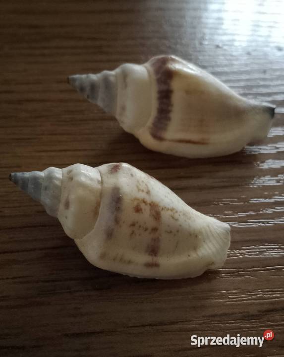Muszle morskie kpl 19 sztuk Nakło nad Notecią sprzedam