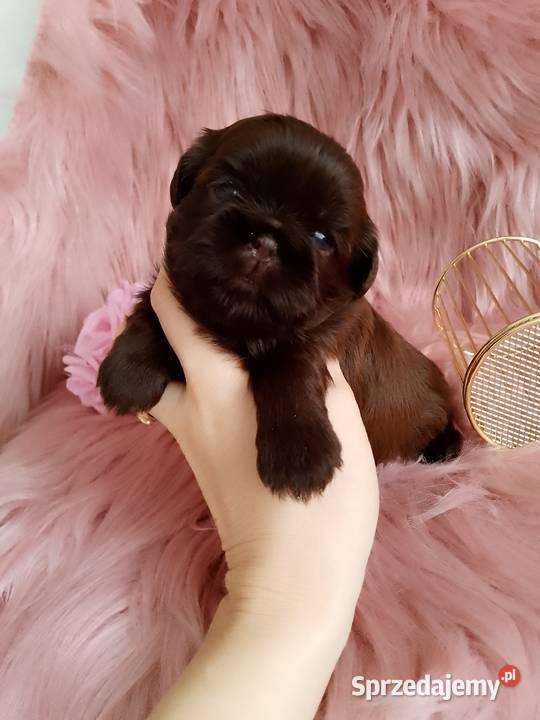 Czekoladowa suczka rasy ShihTzu opolskie Namysłów