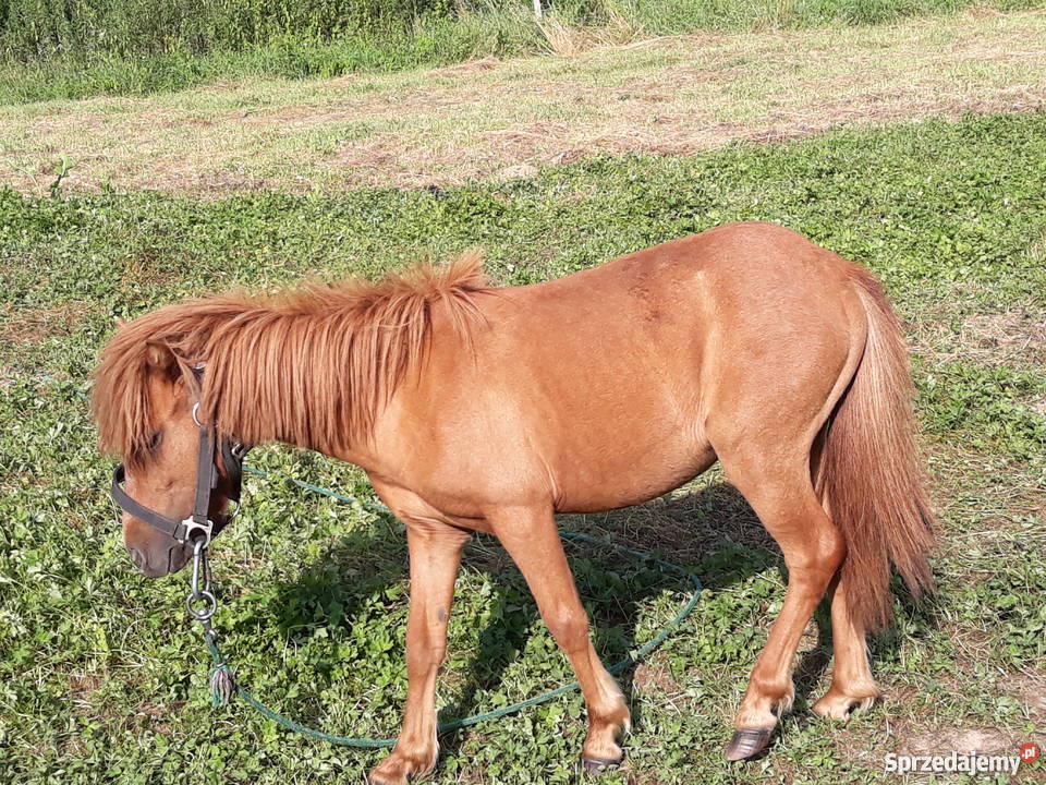 Sprzedam kucyki Przemyśl