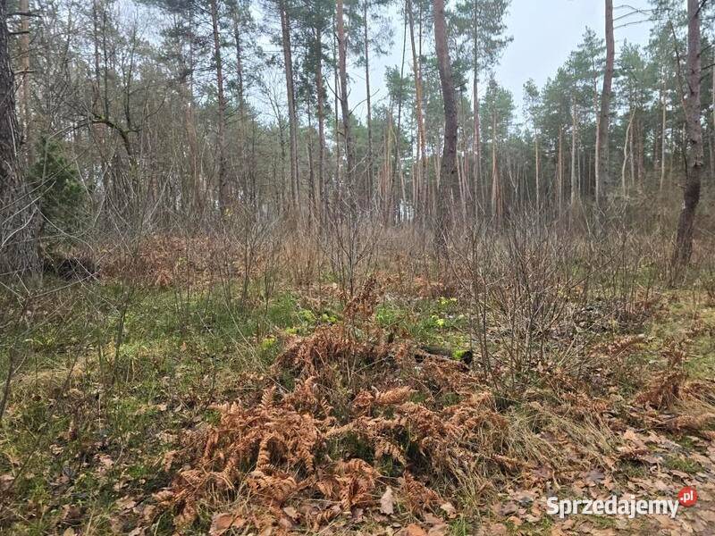 Sprzedaż nieruchomości leśnej Przywózki gm
